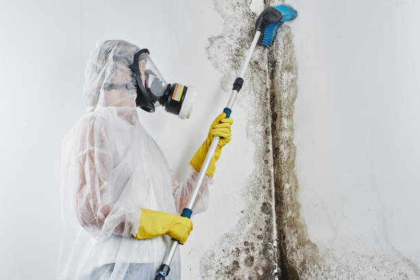 Attic Mold Removal in Beavercreek, OH